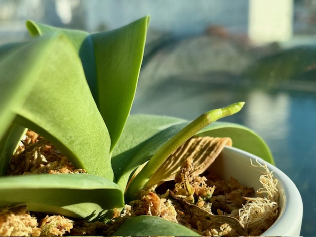 朝陽に向かって蘭の新芽