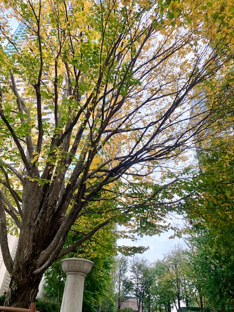 雨上がりはすっかり紅葉