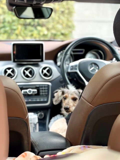 我が家代表まーちゃんの運転で寒川様へ